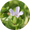 Image to render