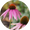 Image to render