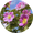 Image to render
