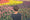 Image to render